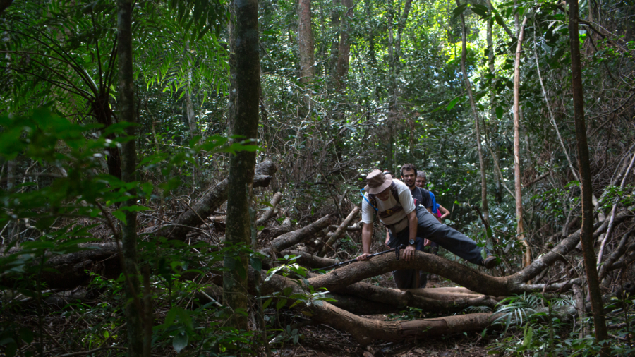 The Benefits of Forest Therapy
