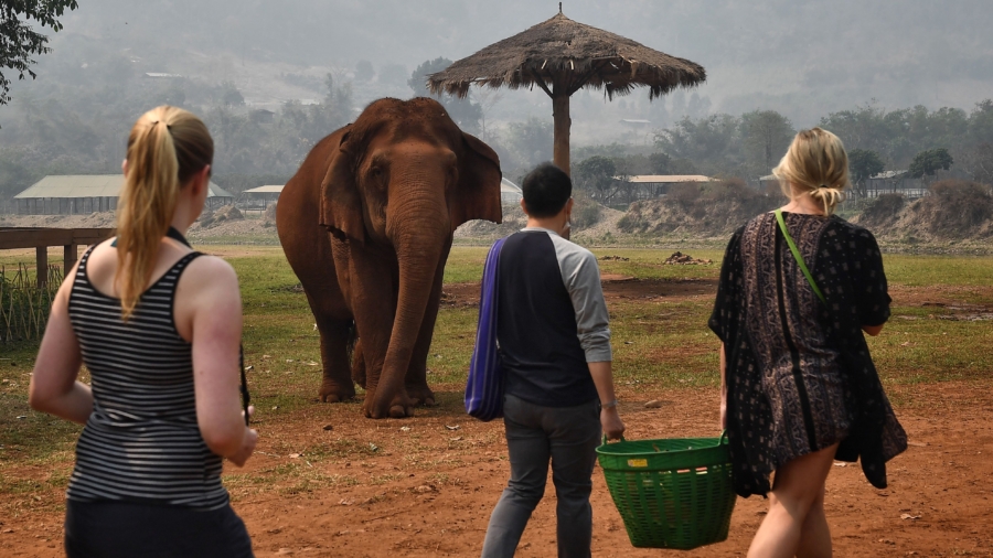 Spanish Woman Killed by Elephant in Thailand While Bathing Animal, Police Say