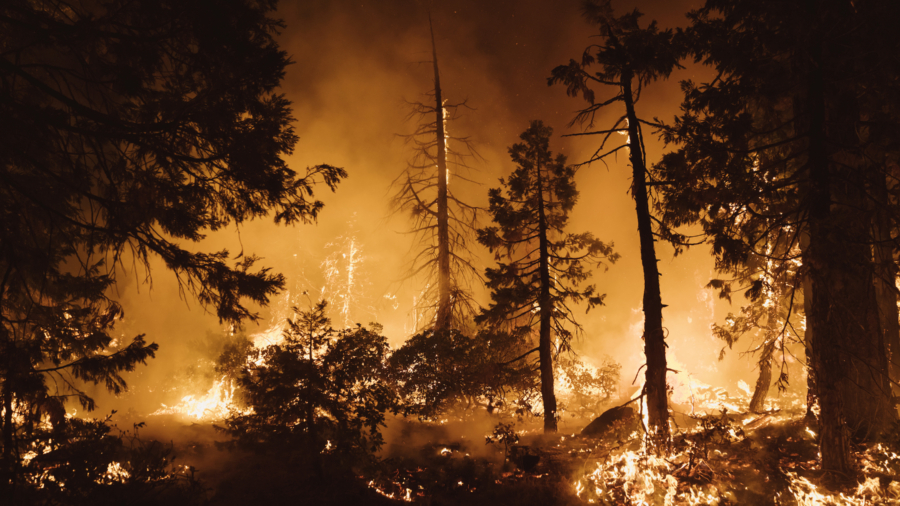 Mosquito Fire Now Largest Wildfire in California
