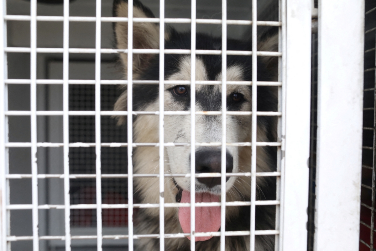 A dog is captured while Riverside Animal Control looks for stray dogs as the Fairview Fire smolders near Hemet, Calif., on Sept. 9, 2022. (David Swanson/Reuters)