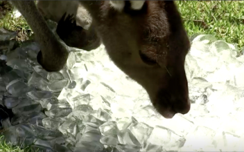 Animals Cool Off With Ice Cubes in Heat Wave