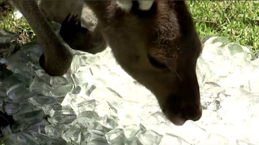 Animals Cool Off With Ice Cubes in Heat Wave