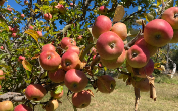 Gowan’s Orchards Offers Outdoor Apple Cider Bar