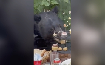 Unexpected Bear Shows Up at 2-Year-Old’s Birthday