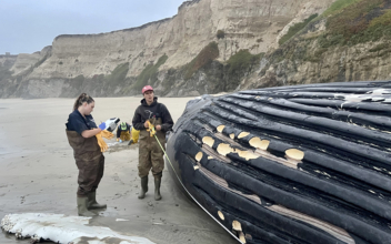 Tech-Based Marine System to Keep Whales Safe Along California Coast