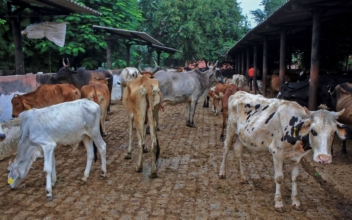 Virus Kills 100,000 Cattle in India, Threatens Livelihoods