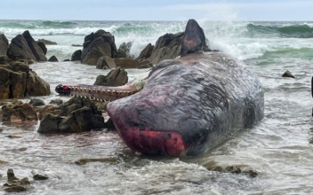 14 Dead Sperm Whales Found Beached on Australian Island