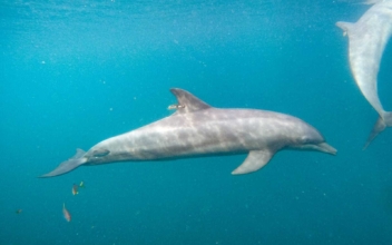 Rescued Dolphins Swim Free From Indonesia Sanctuary