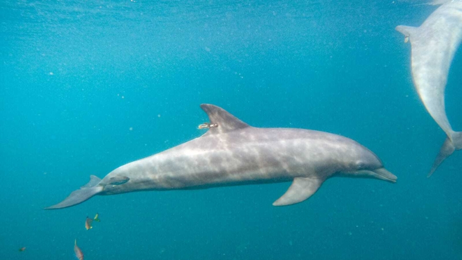 Rescued Dolphins Swim Free From Indonesia Sanctuary