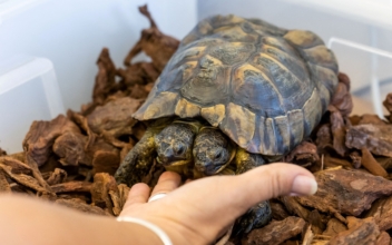 Double Celebration: Two-Headed Tortoise Janus Turns 25