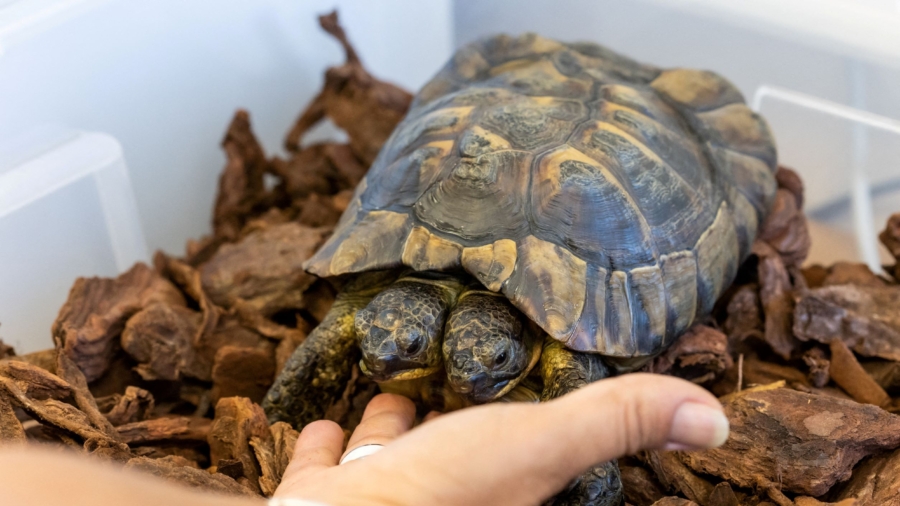 Double Celebration: Two-Headed Tortoise Janus Turns 25