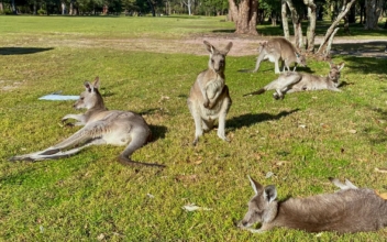Australian Man Killed by Kangaroo in Rare Fatal Attack