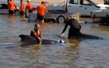 32 Pilot Whales Rescued out of 230 Stranded in Australia