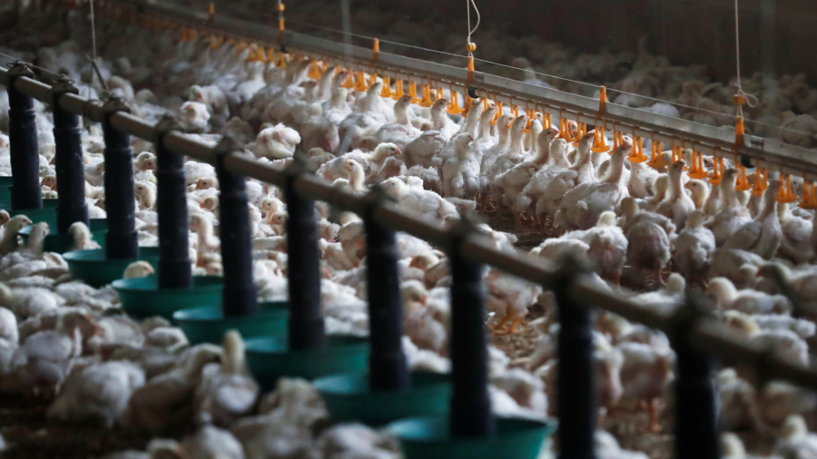 Worst Ever Bird Flu Crisis in Europe Raises Risks for Next Season: EFSA