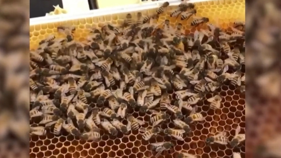 ‘Hives for Heroes’: The Healing Power of Beekeeping