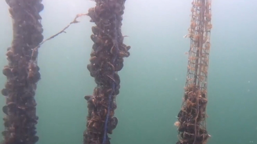 Danish Community Grows Food Underwater
