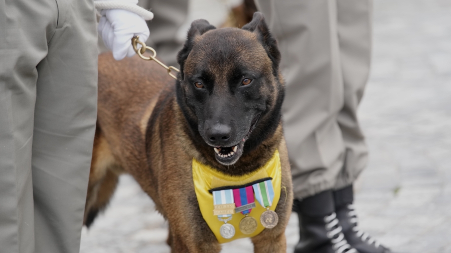 France Honors Hero Dogs, Highlighting Their Achievements