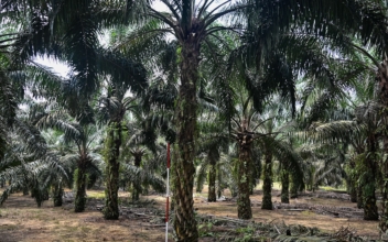 Palm Oil Harvesting Exoskeleton Helps Workers