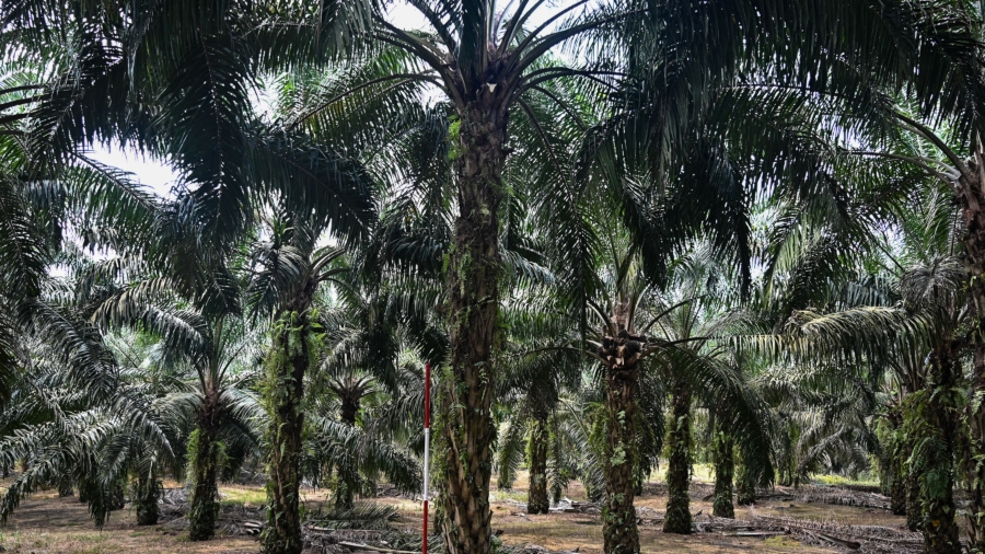 Palm Oil Harvesting Exoskeleton Helps Workers