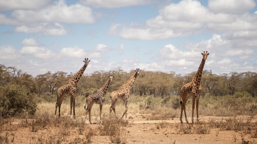 Report: Major Drop in Wildlife Over 50 Years