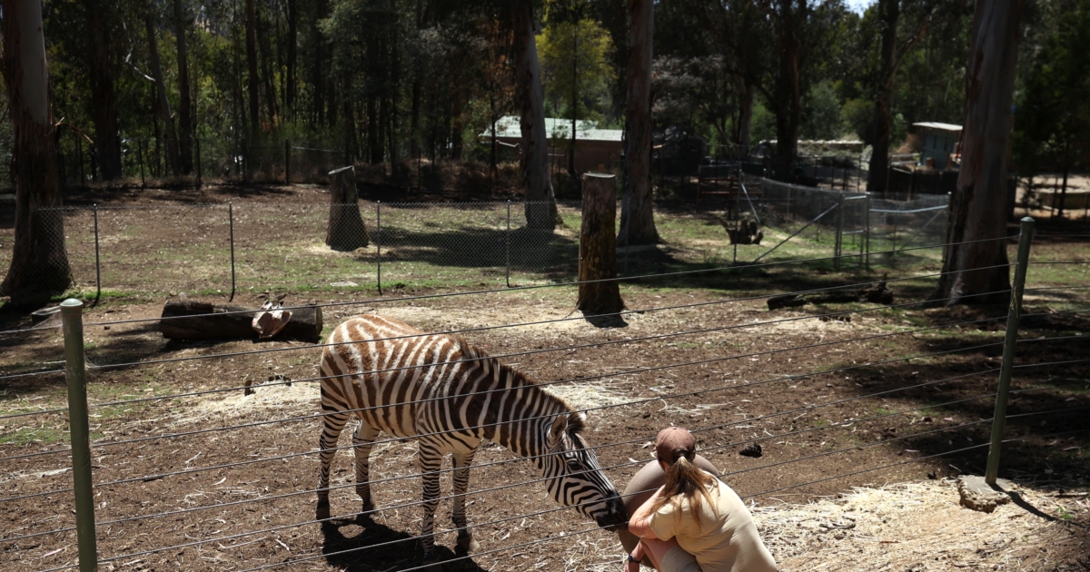 California Zoos Forage Locally to Feed Animals NTD