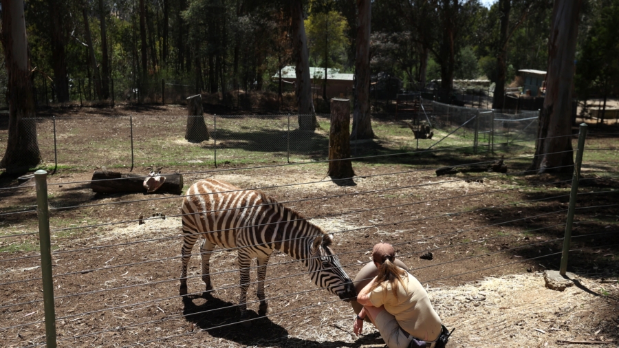 California Zoos Forage Locally to Feed Animals