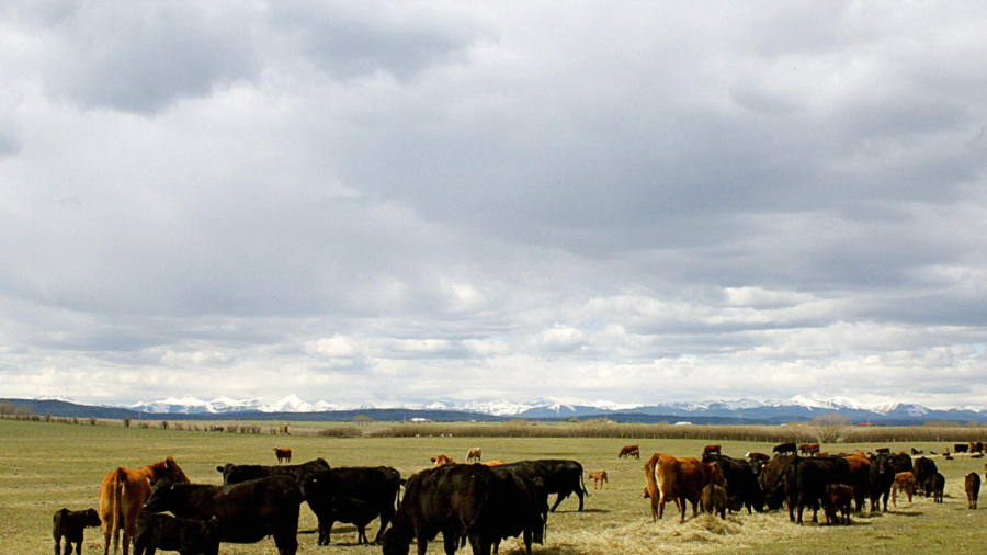 A Cut Above: The Benefits of Grass-Fed Meat