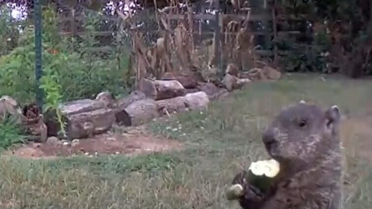 Groundhog Lives Its Best Life in Delaware Man's Garden