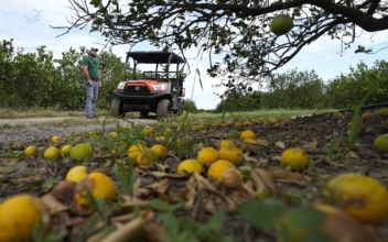 Florida Citrus Growers Cope With Devastation