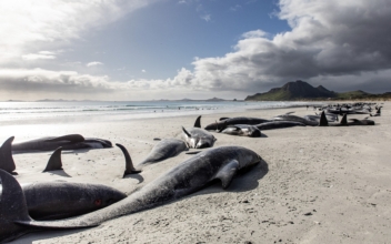 477 Whales Die in ‘Heartbreaking’ New Zealand Strandings
