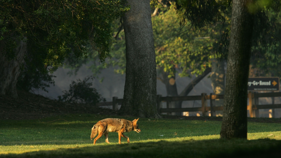 Pack of Coyotes Surrounds Dog Walker in Massachusetts