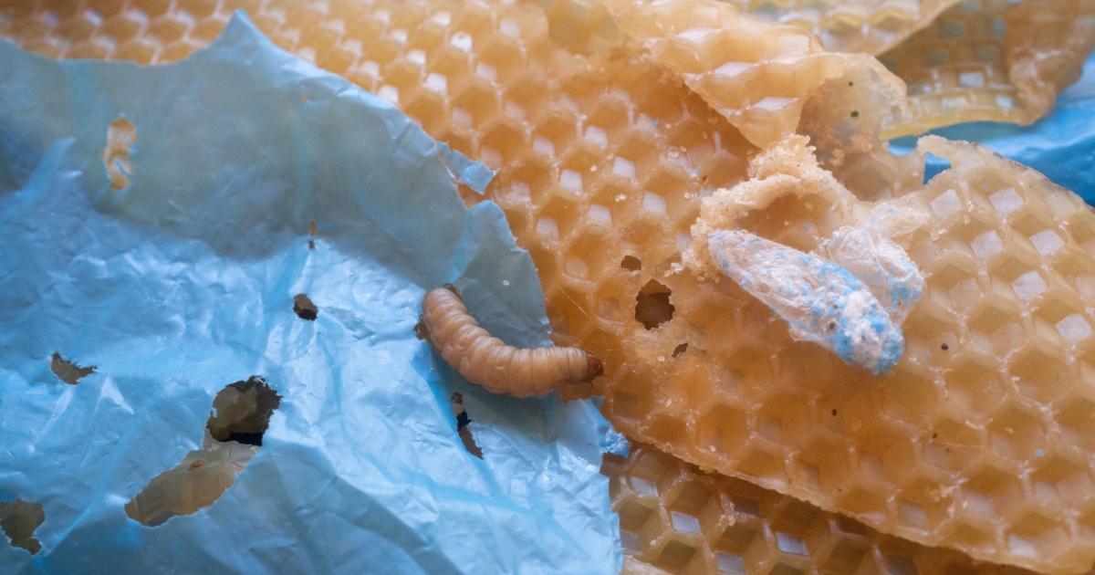 Lowly Wax Worm’s Saliva May Boost Fight Against Plastic Pollution NTD