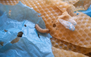 Lowly Wax Worm’s Saliva May Boost Fight Against Plastic Pollution