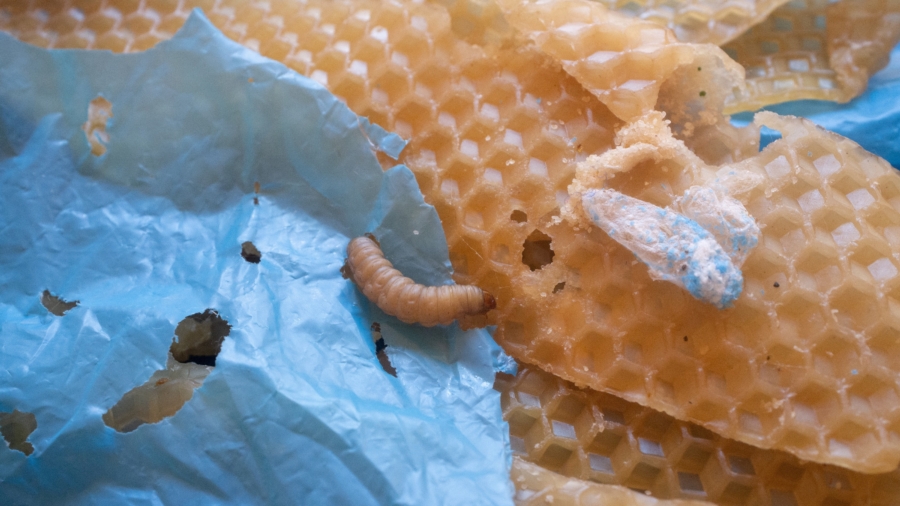 Lowly Wax Worm’s Saliva May Boost Fight Against Plastic Pollution