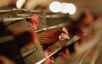 Dutch to Cull Around 102,000 Chickens to Contain Bird Flu