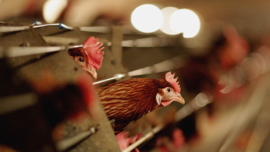 Biden Admin Evaluating Mass Poultry Vaccination Amid Persistent Bird Flu Outbreak