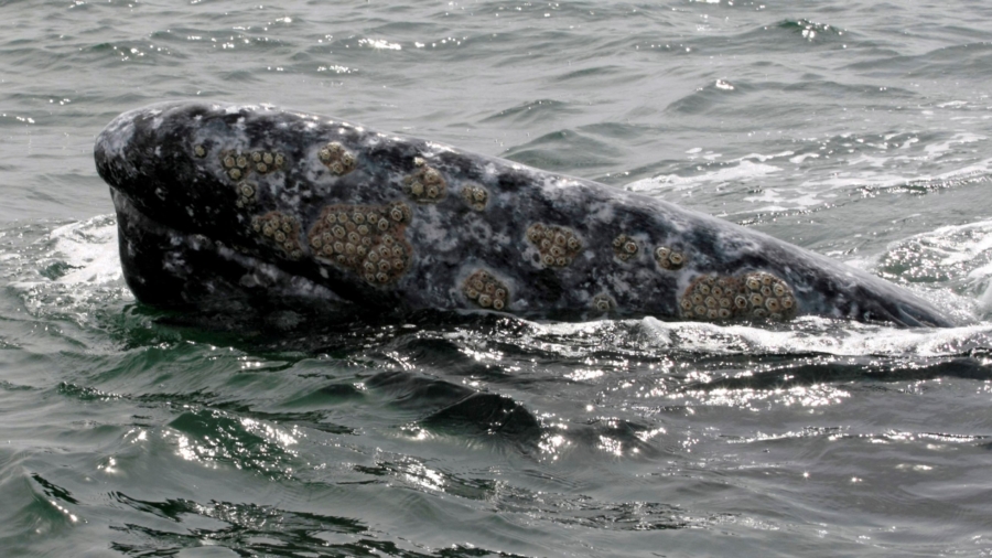 Gray Whale Numbers Along North America’s West Coast Down Nearly 40 Percent Since 2016