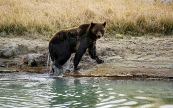 College Wrestlers Mauled in Gruesome Grizzly Bear Attack