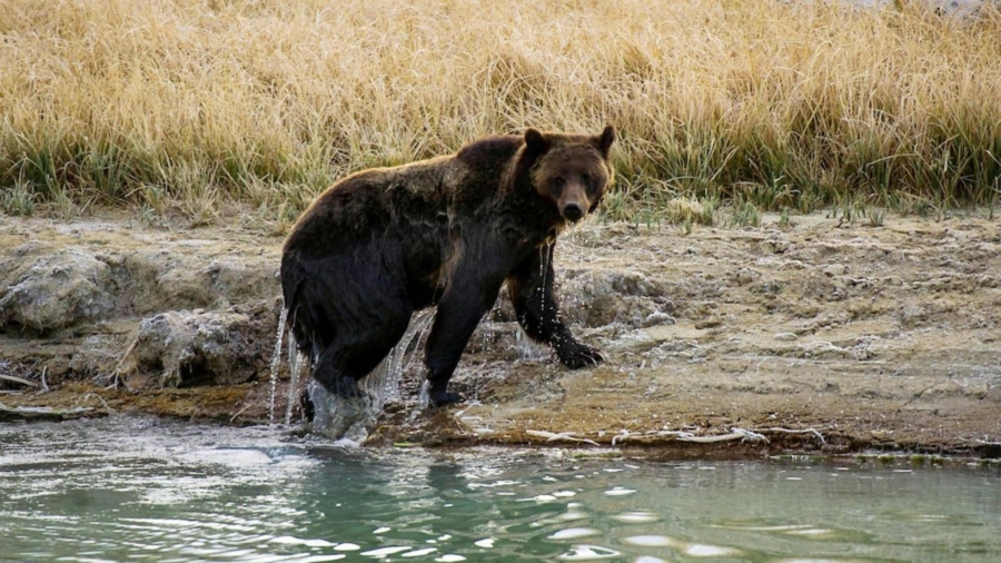 College Wrestlers Mauled in Gruesome Grizzly Bear Attack