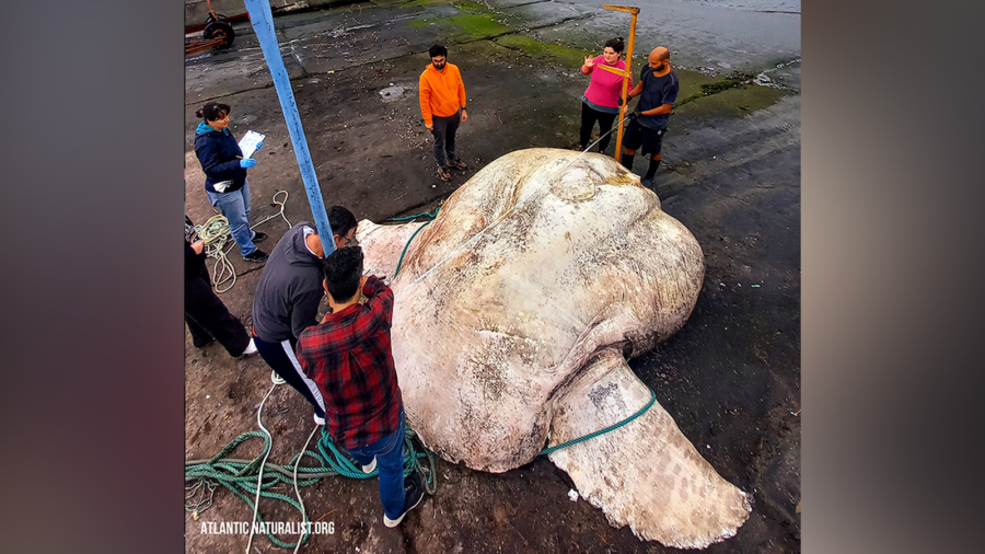 Record-Breaking Bony Fish Weighing 3 Tons Found