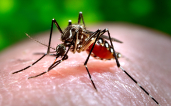Untreatable Mosquito-Borne Virus Sparks Health Warnings for American Travelers