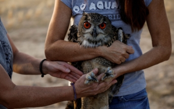 After Captivity in Madrid, Owl Twins Learn to Live on the Wild Side