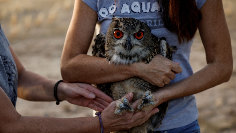 After Captivity in Madrid, Owl Twins Learn to Live on the Wild Side