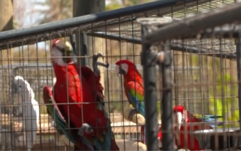Rescuers Save Parrots Stranded by Ian