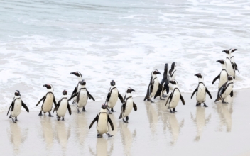 More Penguins Dying From Avian Flu at Cape Town’s Boulders Beach Colony