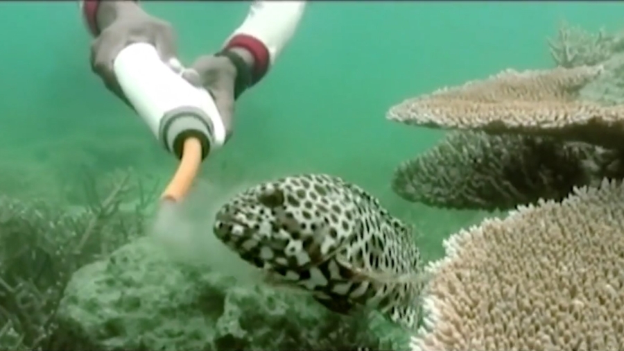 Harmful Pet Fishing Methods Draw Scrutiny