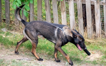 Germany: Man Bites Police Dog, Woman Punches Officer