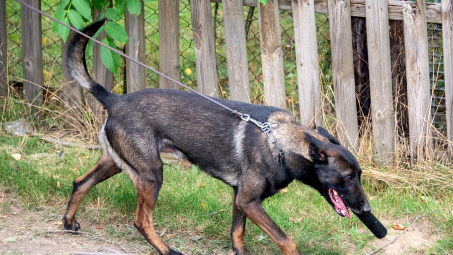 Germany: Man Bites Police Dog, Woman Punches Officer