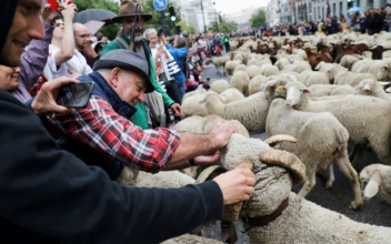 Sheep Take Over Madrid’s Streets as They Head for Winter Pastures