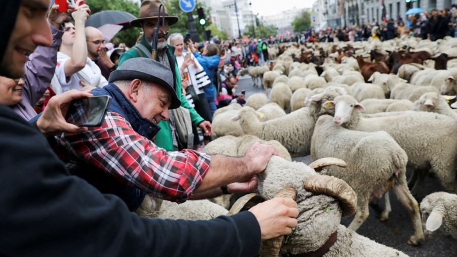 Sheep Take Over Madrid’s Streets as They Head for Winter Pastures